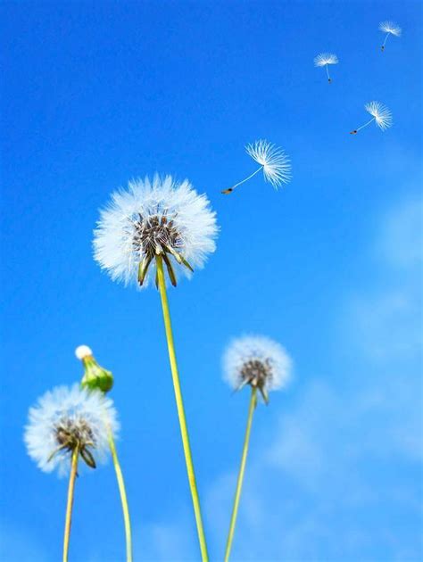 搭乘白色降落傘 隨著風吹四處搖|五月詩詞《蒲公英》，悠悠脈脈隨風至，翩然飄落舞紅。